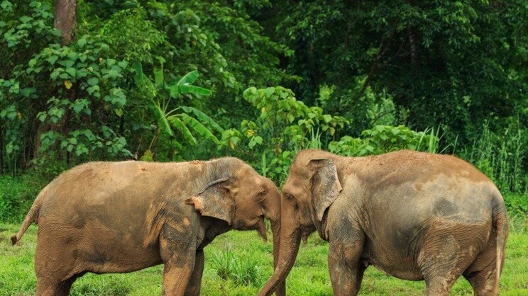 Elephant Hills - Khao Sok